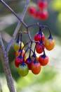 6BK0920_deadly_harvest.jpg