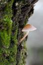 6BK1135_mushroom_and_moss.jpg