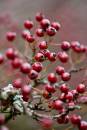 6BK1406_hawthorn_berries.jpg