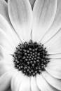 6BK1610_cape_daisy_B_W.jpg