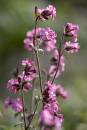 6BK1664_red_campion.jpg