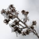 6BK1667_frost_flowers.jpg