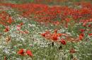 6BK2807_poppy_field.jpg