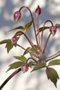 6BK2927_clematis_buds.jpg