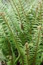 6BK3161_fern_fronds.jpg