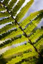 6BK3287_fern_fronds.jpg