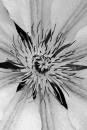 6BK3376_colourless_clematis.jpg