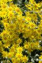 6BK3551_sunny_summer_garden.jpg