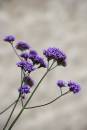 6BK3972_purple_flowers_against_a_wall.jpg