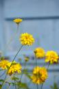 6BK3974_yellow_flowers_on_blue.jpg