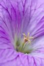 6BK4255_flower_heart.jpg