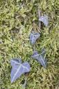 6BK5702_ivy_and_moss.jpg