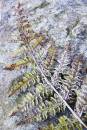 6BK5777_frosted_bracken_langsett.jpg