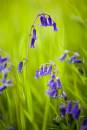 6BK7665_bluebell_close-up_2.jpg