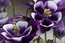 6BK7685_aquilegia_detail.jpg