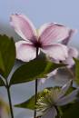 6BK7712_clematis_with_backlighting.jpg