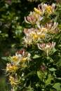 6BK9050_honeysuckle_detail.jpg