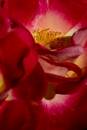 6BK9297_rose_detail.jpg