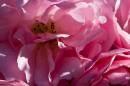 6BK9299_pretty_in_pink.jpg