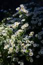 6BK9545_daisy_days.jpg