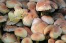 AUTUMNFUNGI3.jpg