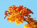 AUTUMN_1.jpg