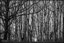 A_Black_and_White_Of_our_woods_visit_.jpg