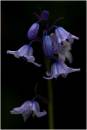 A_Bluebell_Upload_02.JPG