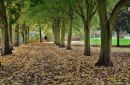 A_Walk_Through_Autumn.jpg
