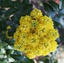 A_splash_of_spring_color.jpg