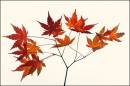 Acer_palmatum_leaves1.jpg