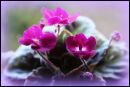 African-Violet.jpg