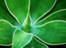 Agave_F.jpg