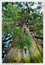 Albert_park_trees-4.jpg