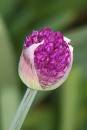 Alium_bud.jpg