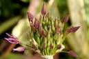 Alium_bursts_forth.jpg
