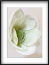 Anemone-01.jpg