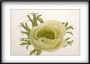Anemone-02.jpg