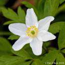 Anemone1.jpg