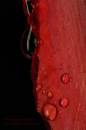 AnotherRedDrop.jpg