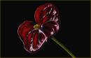 Anthurium1.jpg