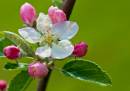 Apple-blossom1.jpg