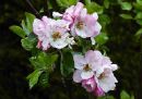 Apple_Blossom.jpg