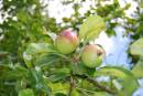 Apples1.jpg