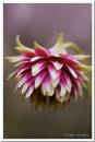 Aquilegia-Vulgaris-b.jpg