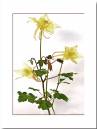 Aquilegia.jpg