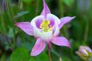 Aquilegia1.jpg