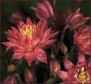 Aquilegia2.jpg