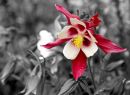 Aquilegia_edited-1.jpg