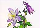 Aquilegia_flash.jpg
